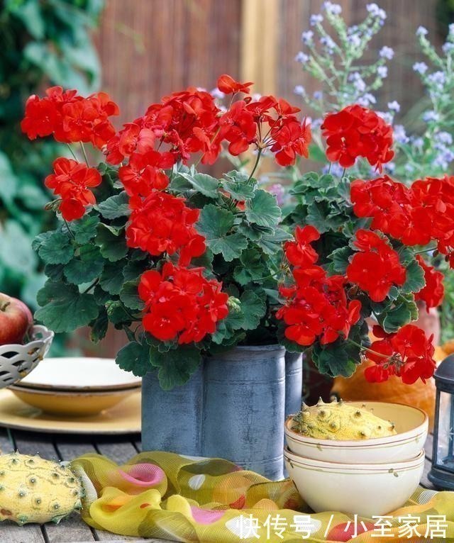 五种花|五种花就要勤修剪，越剪开花越多、越茂盛，要不花量少又难看