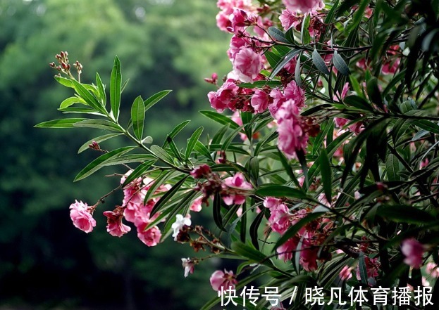 有毒|这3种花“不吉利”,再喜欢也别放在屋里养,家里有的快扔掉