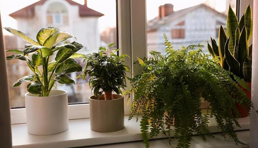 肥料|室内养花,弄错这3件事,植物长不好,主人爱生病
