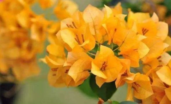 喜欢三角梅,不如养这款珍品“柠檬黄三角梅”,开花爆盆好养活