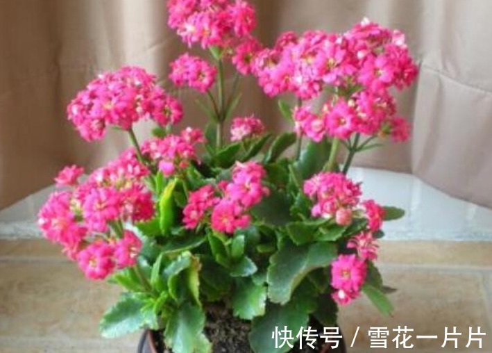 卧室养三种花，叶片绿，开花艳，空气清新，睡眠质量高