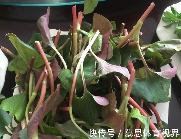 折耳根|被打绝迹的野菜，在农村老家剩下的一点，看看你还认识吗？