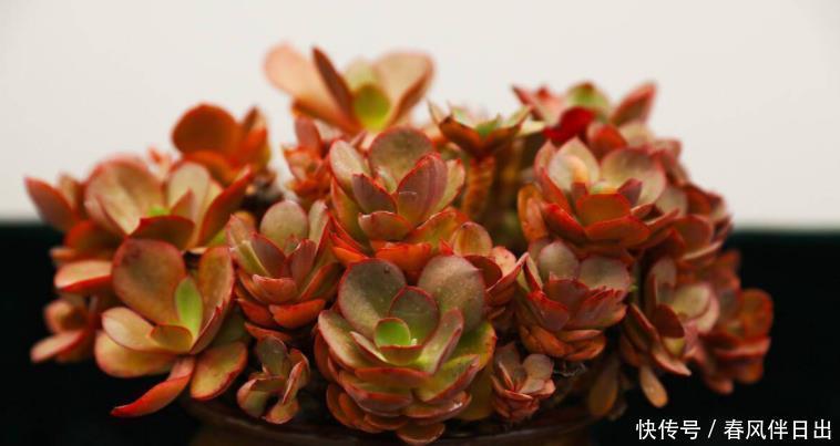谨记|夏季该怎么处理怕热的多肉?谨记3点,秋日才能更美,早出状态