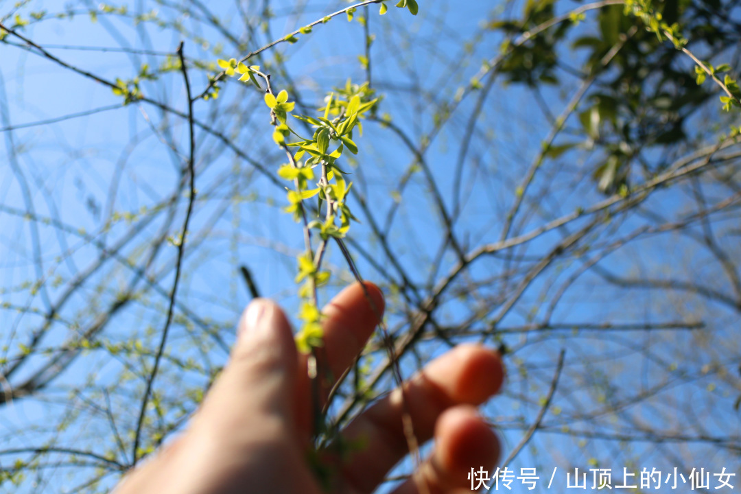 不负春色 | “春茶繁花” 私藏春季献礼|杭州天域开元观堂 | a8338