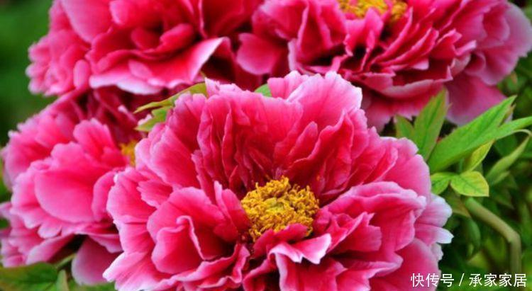 养花就养盆好养的,花大色艳很漂亮,造型奇特,超引人注意