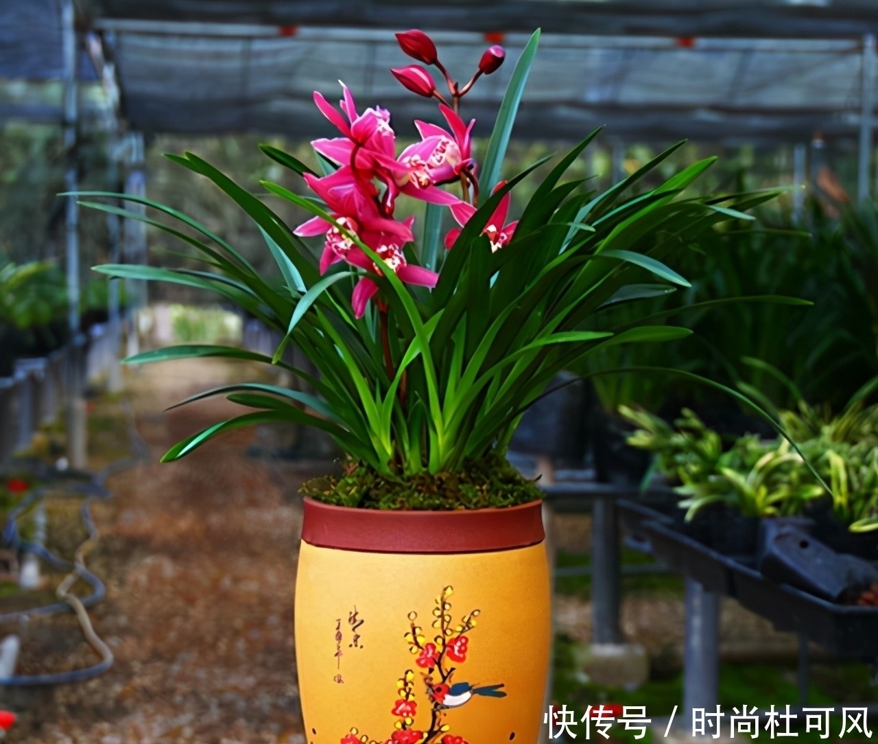 红贵妃兰花|别养茶花月季了,它是建兰“香花之王”,一年开花4次,好养活