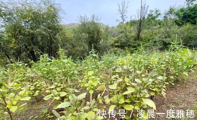 宝山寺|走遍中国寺院之第1436家，承德宝山寺