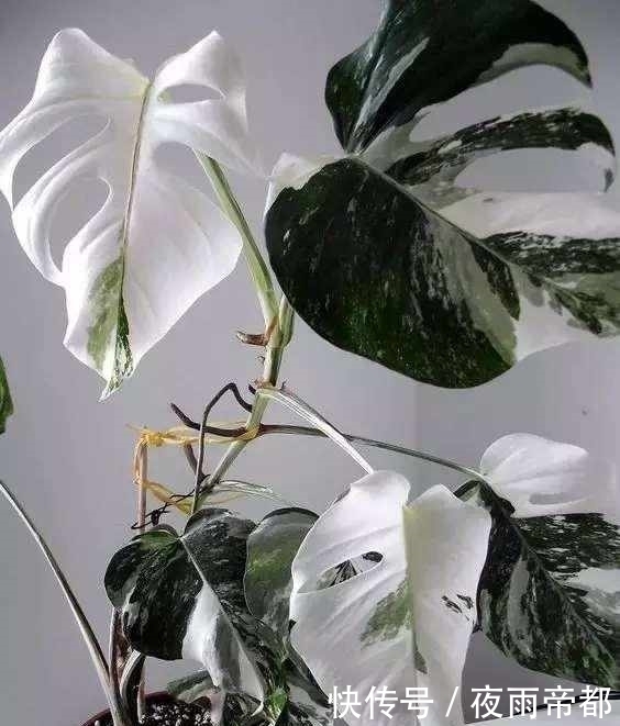 叶子|给盆栽花卉喂点这种肥水,一年四季生机勃勃,还能防病虫害