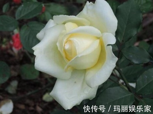 古董|喜欢菊花,不如养盆“玫瑰精品”白色圣诞,美丽动人,洁白无瑕