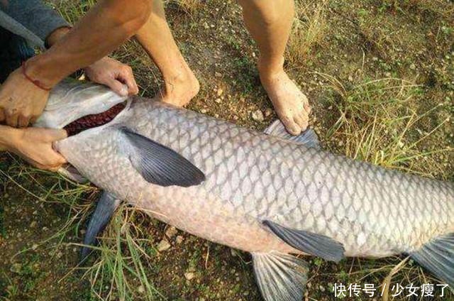 青鱼石竟是青鱼的软骨价值不算贵用途却不少,取出后该如何处理