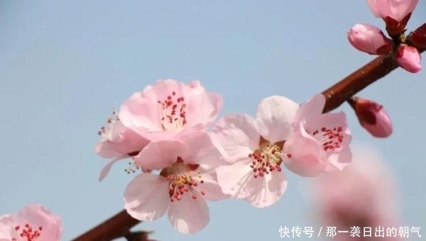 寻春味，赏春花，来这里收获最美丽的“春日限定”！