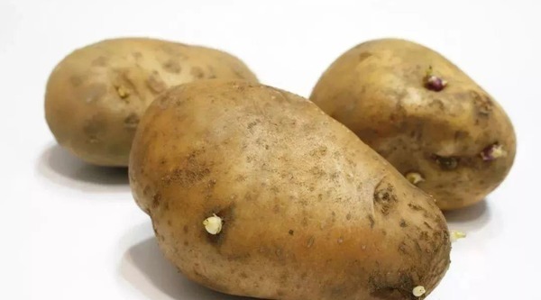 家里的土豆放久了就长芽了教你3招，久放也不长芽不变色