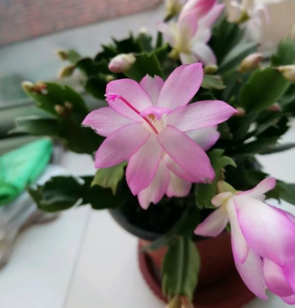 蟹爪兰最爱“垃圾”，收集起来埋土里，叶片更绿，一盆开花几十朵