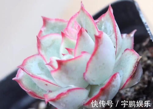 月光女神|多肉月光女神怎么养教你3个小妙招,养出状态最美的月光女神