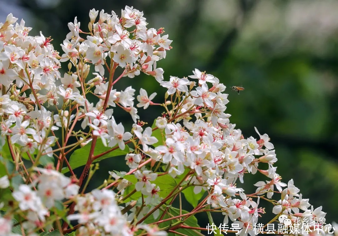 人间四月芳菲尽，梧桐花开正当时