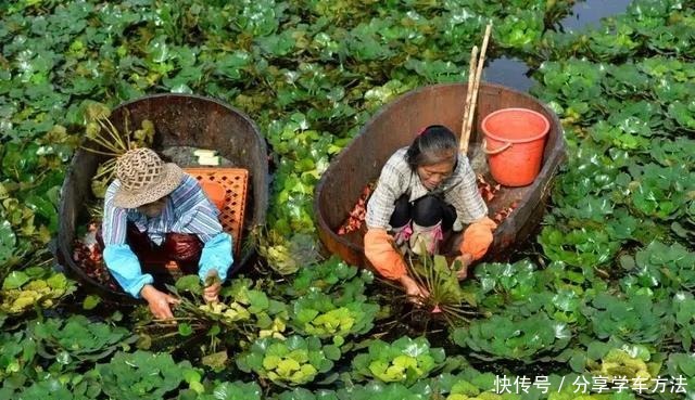 像江南小仙女一样鲜灵灵的水八仙,在秋天发出邀请函