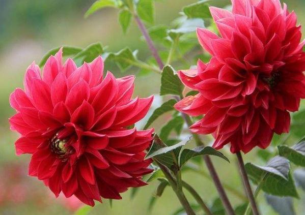 大丽花一开“小又少”吃点“花激素”，花瓣大又多，一开成花海