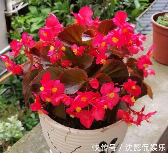 植物|5种常见花,堪称“花机器”,家里随便养一盆,四季能看花