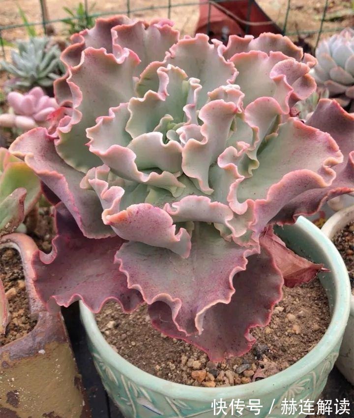 艾伦|姐姐养了9年的多肉,没有买肥就用它,个个长成精!
