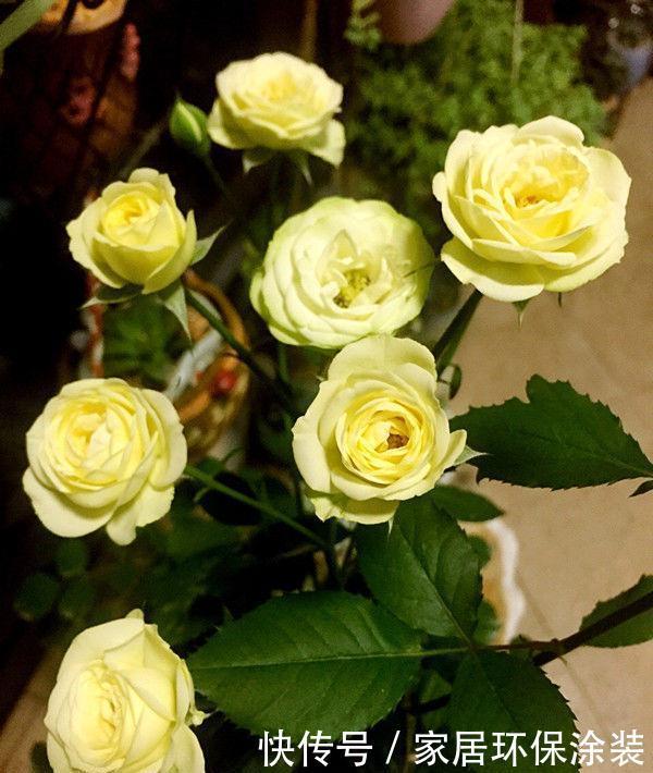 4种花花朵硕大,花期长,家庭理想花卉盆栽,你最喜欢哪一种