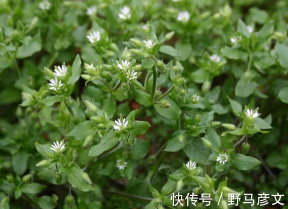 清熱解毒|農村以下3種野菜，能清熱解毒，順氣和胃，健脾消食，早知早好