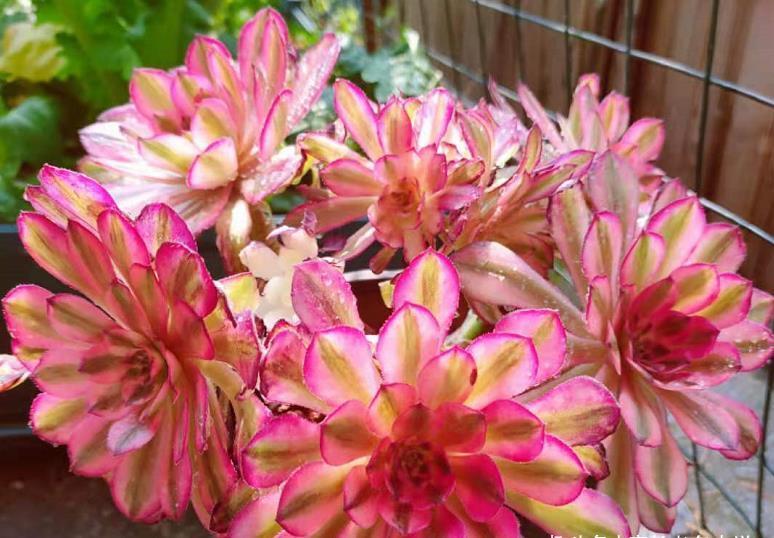 温度|室外温度33度，室内只有25度，这种情况下法师多肉还能浇水吗？