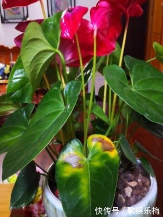 君子兰|容易被水浇死的“14种花”,手太勤反而养不活