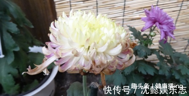 月季花|喜欢菊花,不如养盆优良名菊“唐宇云霄”,清新之美,气质典雅!