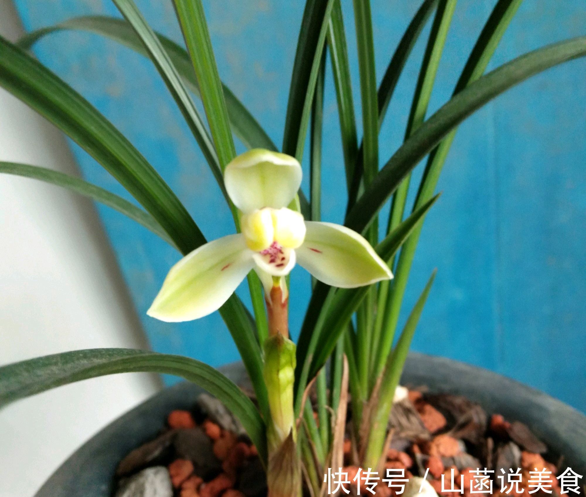 春兰的花芽在秋季破土成了超生游击队，太壮观了，只需2个神操作