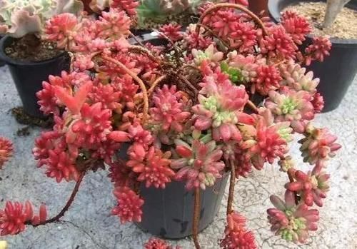 多肉植株|新手盆栽多肉虹之玉,该怎么打理?这里告诉你答案