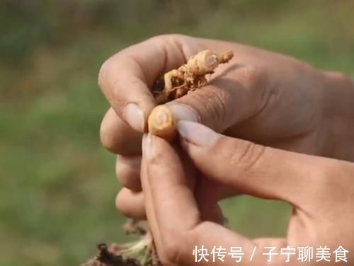 农村|农村一种滋养肝肾的药材,妹子挖出根部直接吃,味道清甜如萝卜
