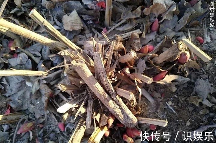 伤口|秋天给花铲一锹,一盆变五盆,根本不用扦插!