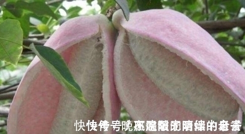 童年记忆|80后农村娃常吃的野果,如今已不允许折枝采摘,有钱也难买到