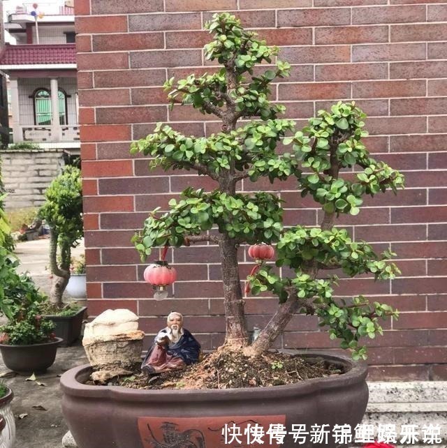 2种花 不值钱 花匠教3招 几年养成 盆景树 1盆上千元 粉紫色