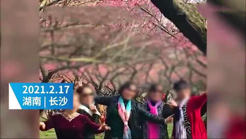 老年|湖南一群大妈强行摇拽景区桃树，只为拍照营造出“桃花雨”的画面