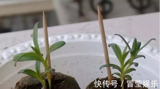 神器|万能的浇水“神器”,只需一根小吸管,专治各种烂根烂叶!