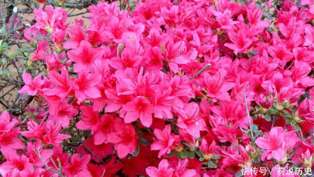 落魄|晚唐落魄才子吴融,一生命运多舛,写下的这首《卖花翁》句句伤感