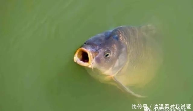 走来|老钓者一路走来的反思:7条大实话