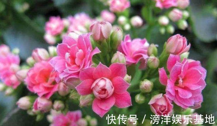 光照|4种花好养易活，旺财又养人，家里养一盆，招财又纳福！