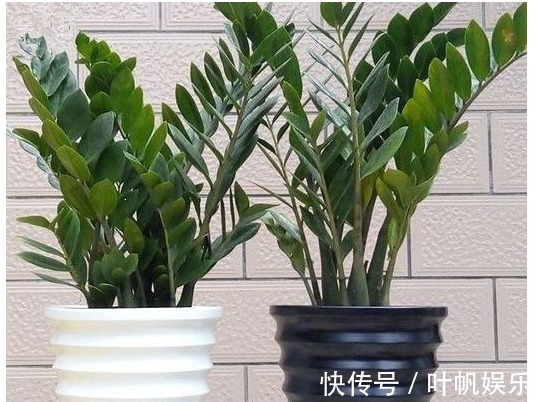 君子兰养了3年都不开花浇水时候兑点“它”,年年开花爆盆