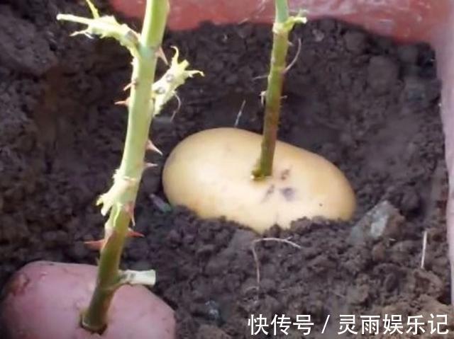 生根|至今还有人“炒作”土豆扦插月季,实操后发现,土豆长得真不错