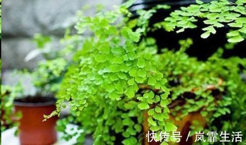 自从卫生间里放了这盆花后,再也没异味了