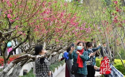 桃花灼灼开！福州“园林明珠”美出新高度！