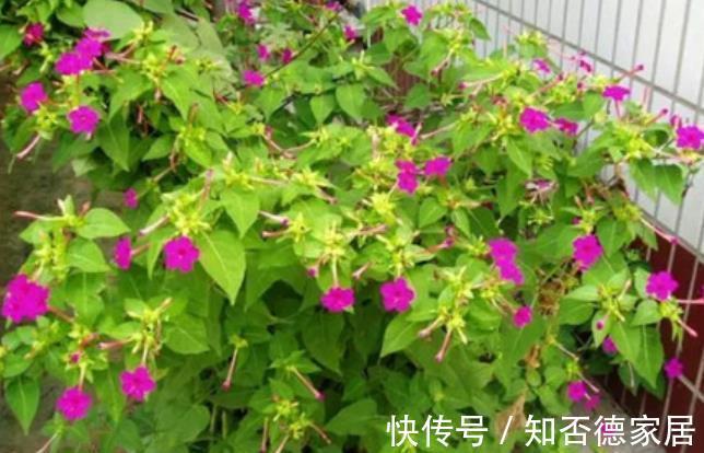 国庆前后，8种花种子收集起来，来年播种开出花海