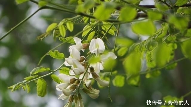 农村|这9种野菜赶紧收好了！在农村随处可见，每一种都是治病良药