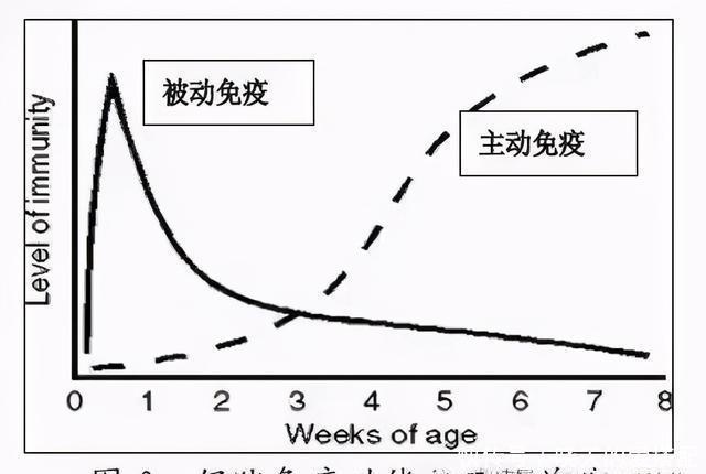 仔猪|如何让仔猪顺利渡过断奶关？