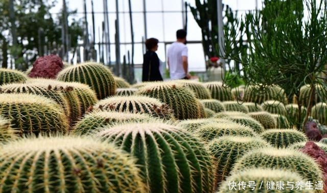 多肉植物休眠的3个原因,休眠害处大,能避免尽量避免!