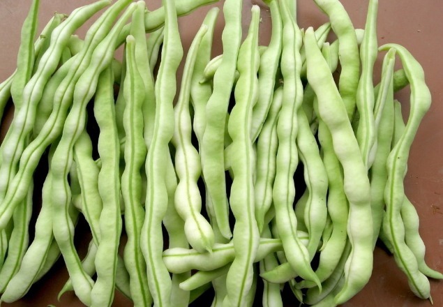 豆角鲜嫩却难挑教你3个挑优质豆角的妙招，解决很多家庭的困扰