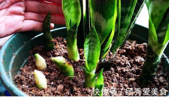 虎皮兰有“2喜2怕”，难怪不爱长侧芽，赶紧纠正