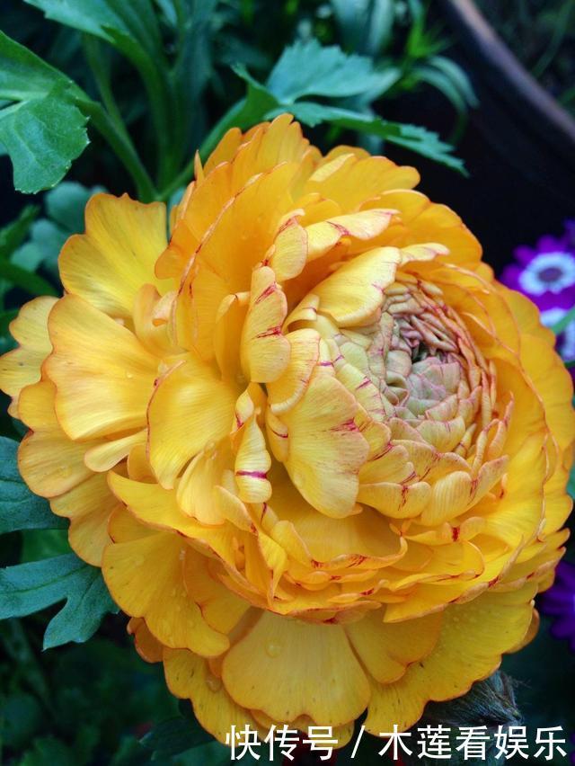 阳台上|叶子像芹菜,开花赛牡丹,这花名叫“芹菜花”,再土也能给你惊喜